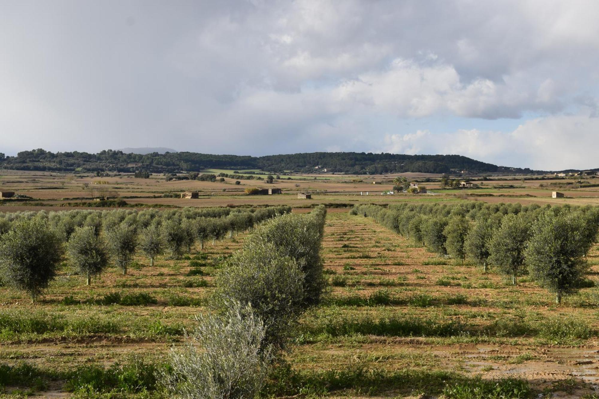 Agroturisme Gossalba Villa Sant Joan Habitación foto